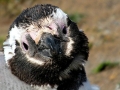 Humboldt Penguin