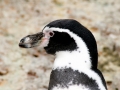 Humboldt Penguin