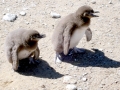 Humboldt Penguin