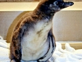 Humboldt Penguin