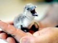 Humboldt Penguin