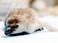 Humboldt Penguin