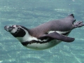 Humboldt Penguin