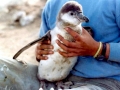 Humboldt Penguin