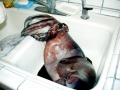 Humboldt Squid
