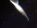 Humboldt Squid