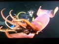 Humboldt Squid
