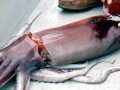 Humboldt Squid