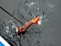 Humboldt Squid