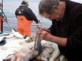 Humboldt Squid
