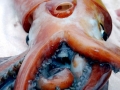 Humboldt Squid