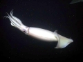 Humboldt Squid