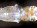 Humboldt Squid