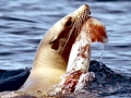 Humboldt Squid