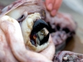 Humboldt Squid