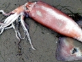 Humboldt Squid