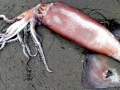 Humboldt Squid