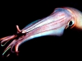 Humboldt Squid