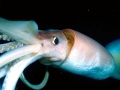 Humboldt Squid