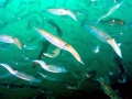 Humboldt Squid