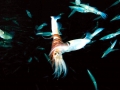 Humboldt Squid