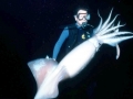 Humboldt Squid