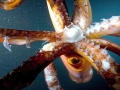 Humboldt Squid