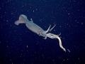Humboldt Squid