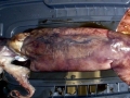 Humboldt Squid