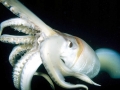 Humboldt Squid