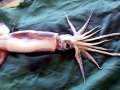 Humboldt Squid