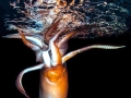 Humboldt Squid