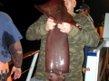 Humboldt Squid