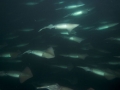 Humboldt Squid