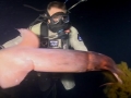 Humboldt Squid