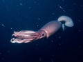 Humboldt Squid