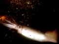 Humboldt Squid