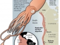 Humboldt Squid