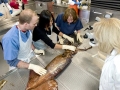 Humboldt Squid