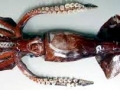 Humboldt Squid