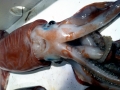 Humboldt Squid