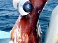 Humboldt Squid