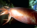Humboldt Squid