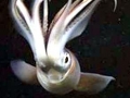 Humboldt Squid