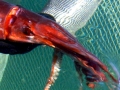 Humboldt Squid
