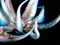 Humboldt Squid