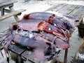 Humboldt Squid