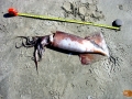 Humboldt Squid