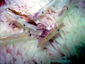 Humboldt Squid