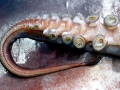 Humboldt Squid